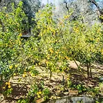 Mediterranean House *